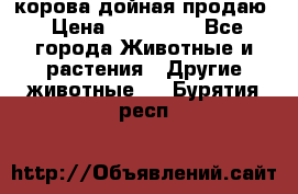 корова дойная продаю › Цена ­ 100 000 - Все города Животные и растения » Другие животные   . Бурятия респ.